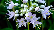 Fast Forage: Wild Prairie Onion