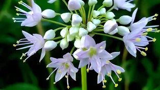 Fast Forage: Wild Prairie Onion