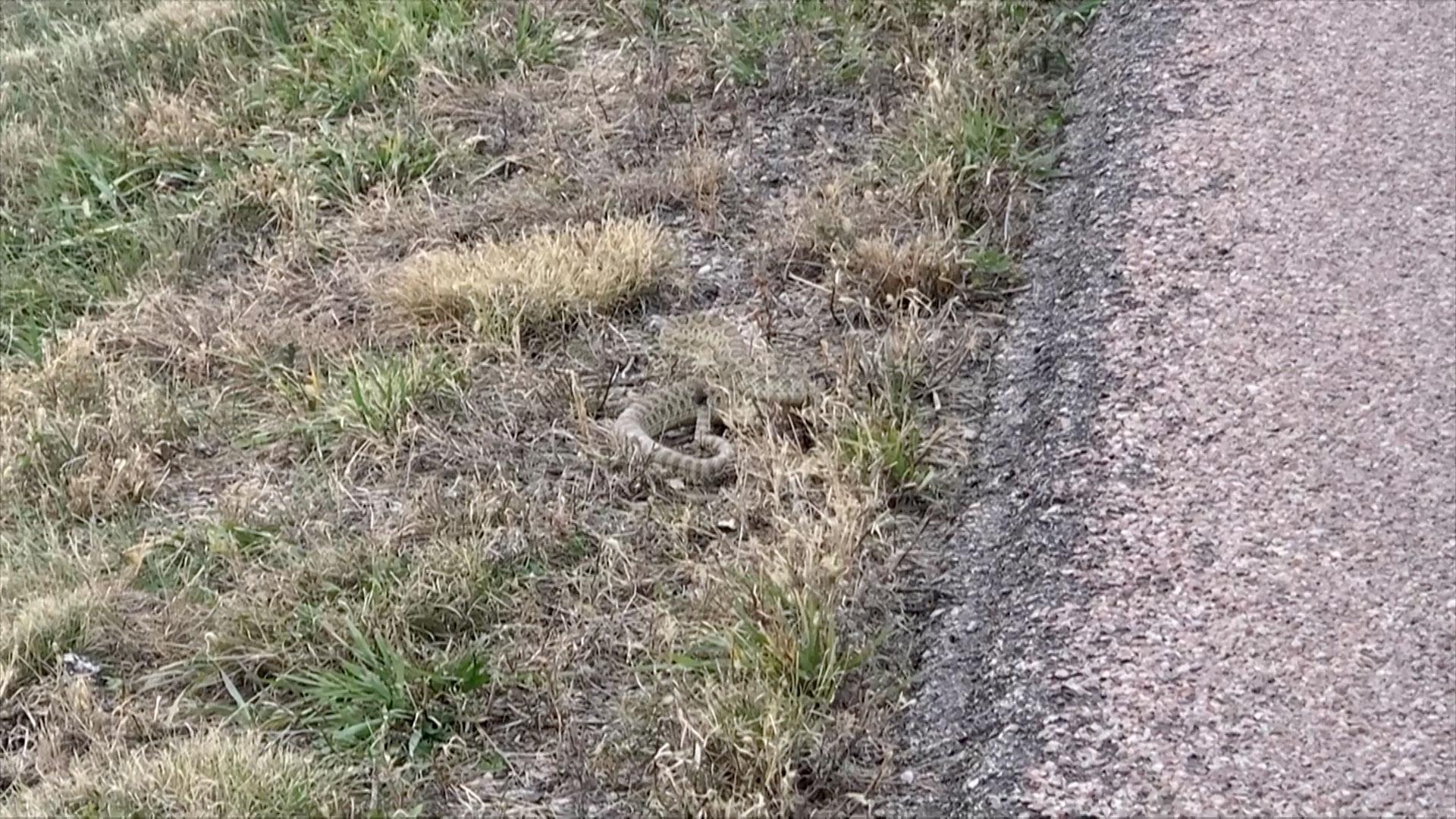 Rattlesnake footage