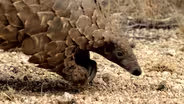 THE PLIGHT OF THE PANGOLIN