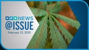 Medical marijuana, transgender athletes, Medicaid expansion