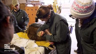 To heal scorched bear paws, vets craft a bio bandage