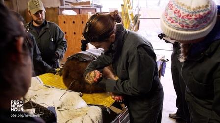 Video thumbnail: PBS NewsHour To heal scorched bear paws, vets craft a bio bandage
