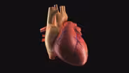 The Heart: Heart Basics
