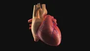 The Heart: Heart Basics