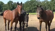 Group provides home for retired horses