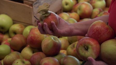 Video thumbnail: Virginia Farming Do You Have What it Takes to Grow Apples?