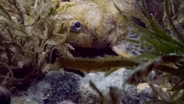 Great Lakes Wildlife