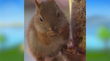 Video thumbnail: Camp TV Squirrel