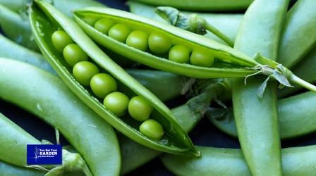 Video thumbnail: You Bet Your Garden You Bet Your Garden: S3 Ep. 29 Spring Peas