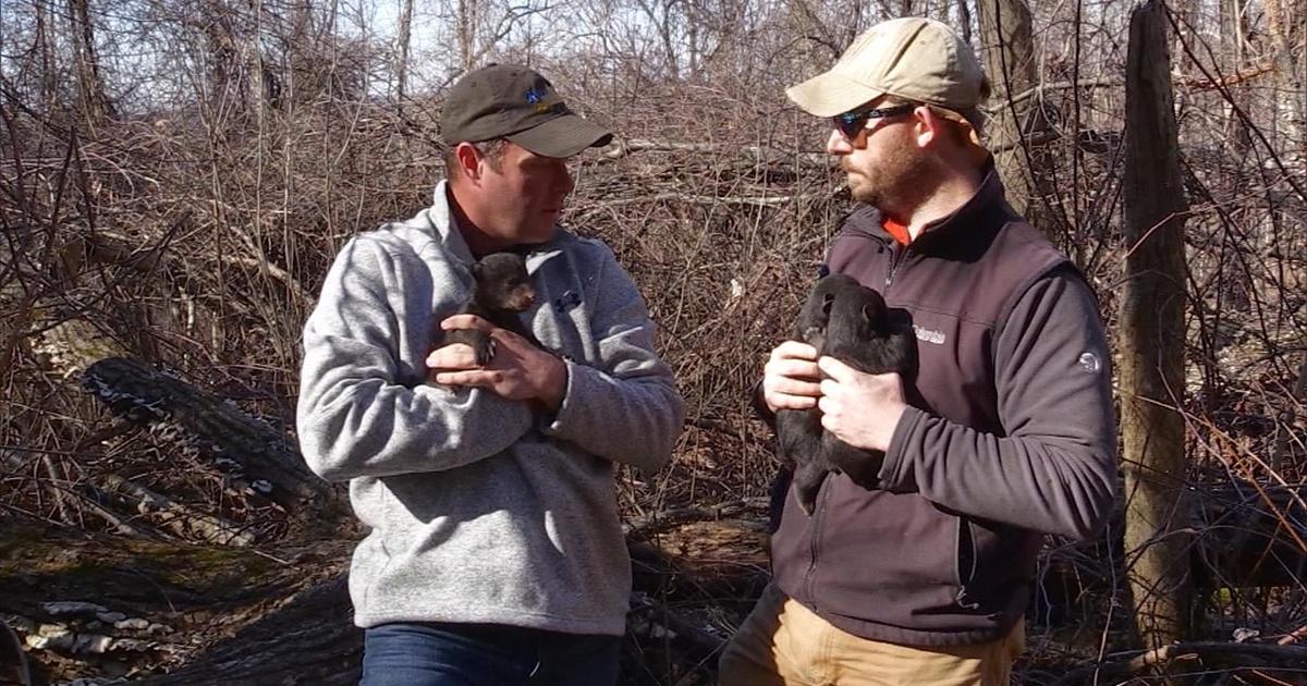Kentucky Afield Fishing for Stripers; Brush Chaining; Black Bear Cubs