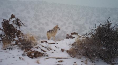 Video thumbnail: Our Land: New Mexico’s Environmental Past, Present and Future Wild Wolf Captured Near Angel Fire