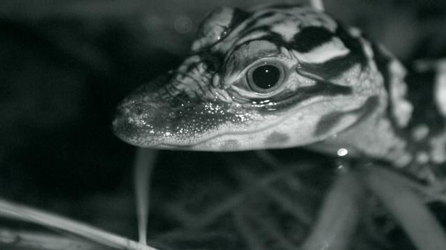 Nature | Watch Baby Alligators Hunt at Night