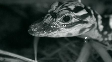 Video thumbnail: Nature Watch Baby Alligators Hunt at Night