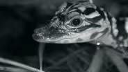 Watch Baby Alligators Hunt at Night
