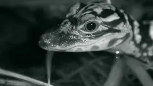 Watch Baby Alligators Hunt at Night