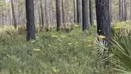 Longleaf Pine Flatwoods