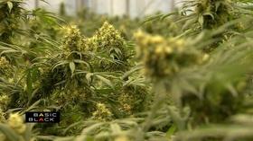 Video thumbnail: Basic Black Marijuana in Massachusetts & How People of Color Fit In