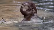 The Otter: Return of a Legend