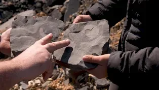 Alabama Fossils