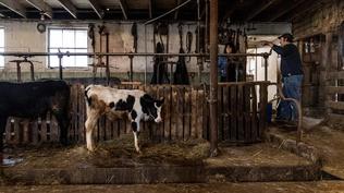 How Trump’s trade wars are affecting American farmers