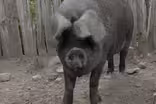 On The Farm