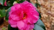 Volunteer Gardener 3413