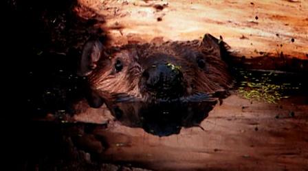 Video thumbnail: Oregon Field Guide Beavers and Wildfire