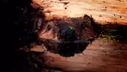 Beavers and Wildfire