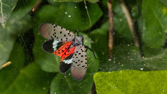 Spotted lanternflies threaten East Coast vineyards