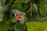 Spotted lanternflies threaten East Coast vineyards