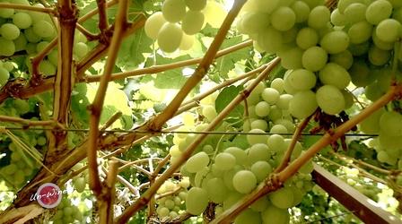 Video thumbnail: Un-Wine'd American Viticulture Area: Virginia's AVA