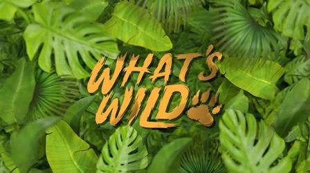 Video thumbnail: What's Wild What's Wild Promo