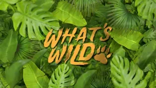 What's Wild Promo