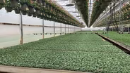 Spring Plant Production