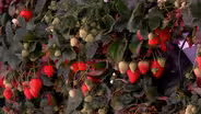 Vertical Farming the Plenty Way