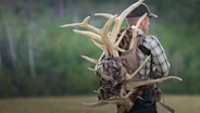 Antler Addiction