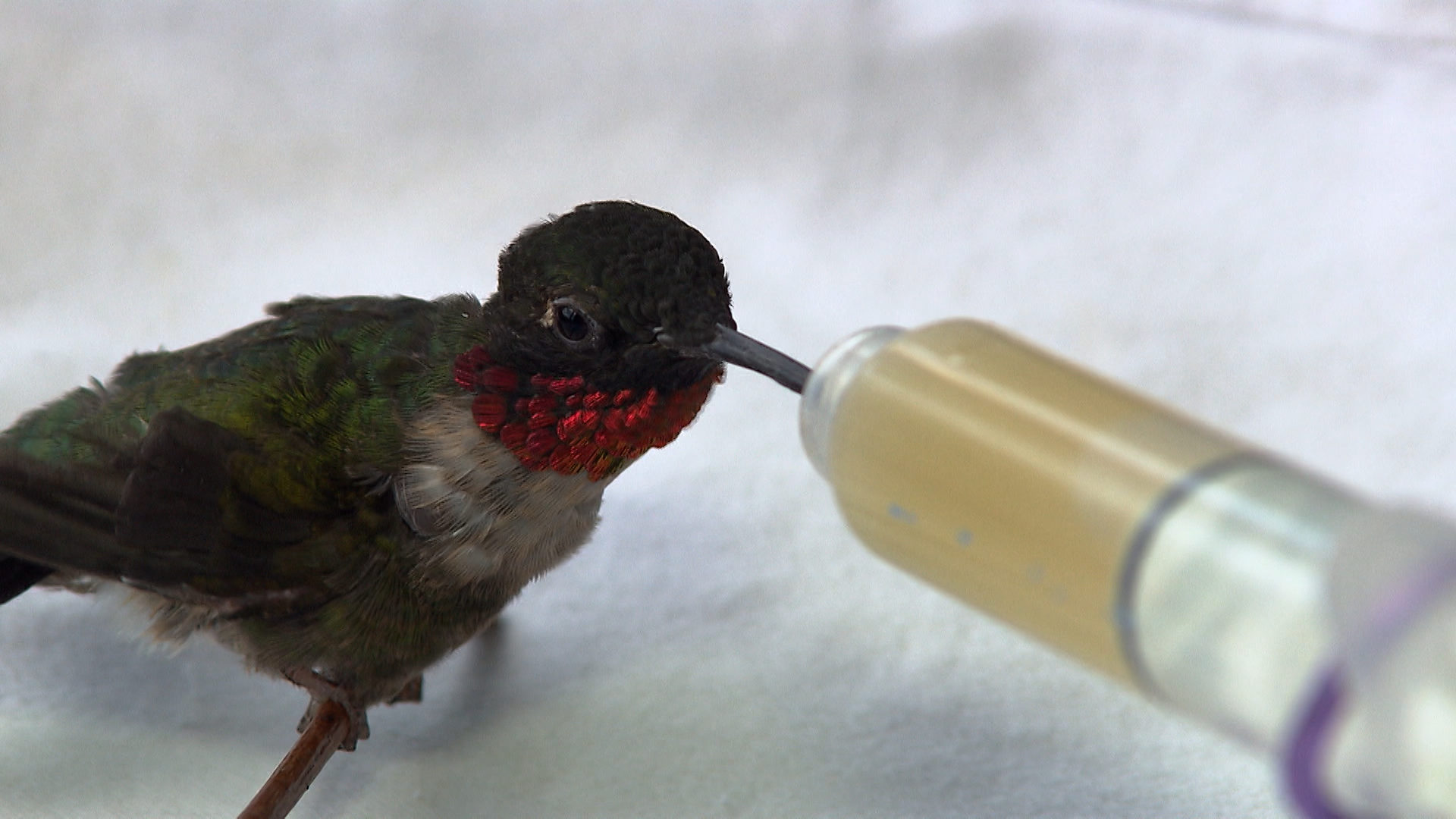 Measuring Spoons - Colorful Hummingbirds