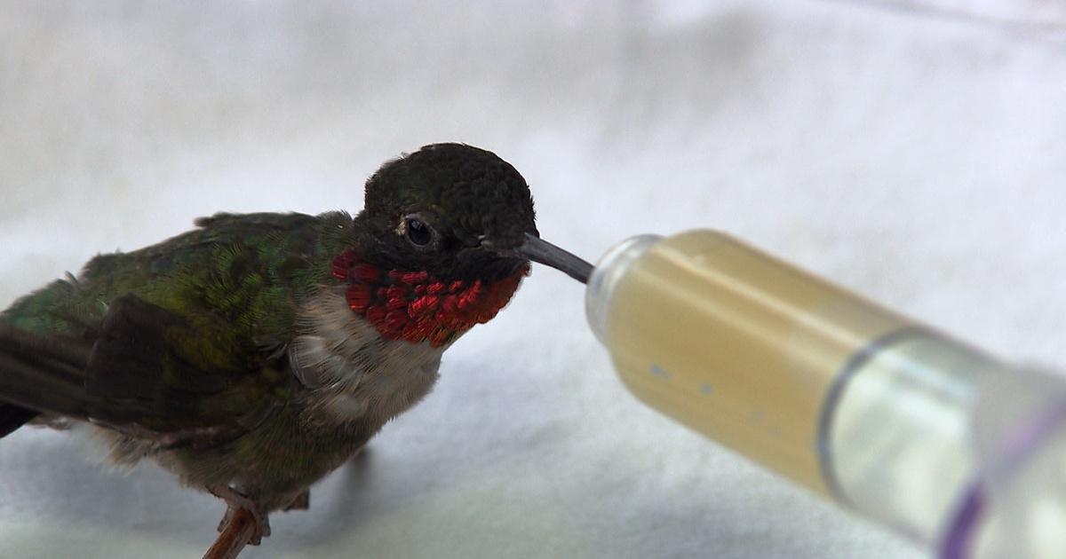 Watch How Hummingbirds Fly Through Narrow Spaces, Smart News