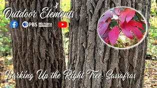 Barking up the tree: Sassafras