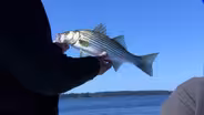 Stripers on Top