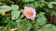 Country Garden & Rare Rose