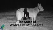 The State of Wolves in Minnesota