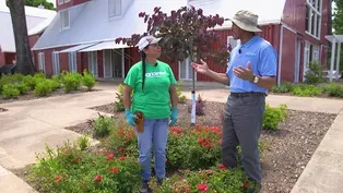 Deadheading Roses and Butterfly Bush & Invasive Plants