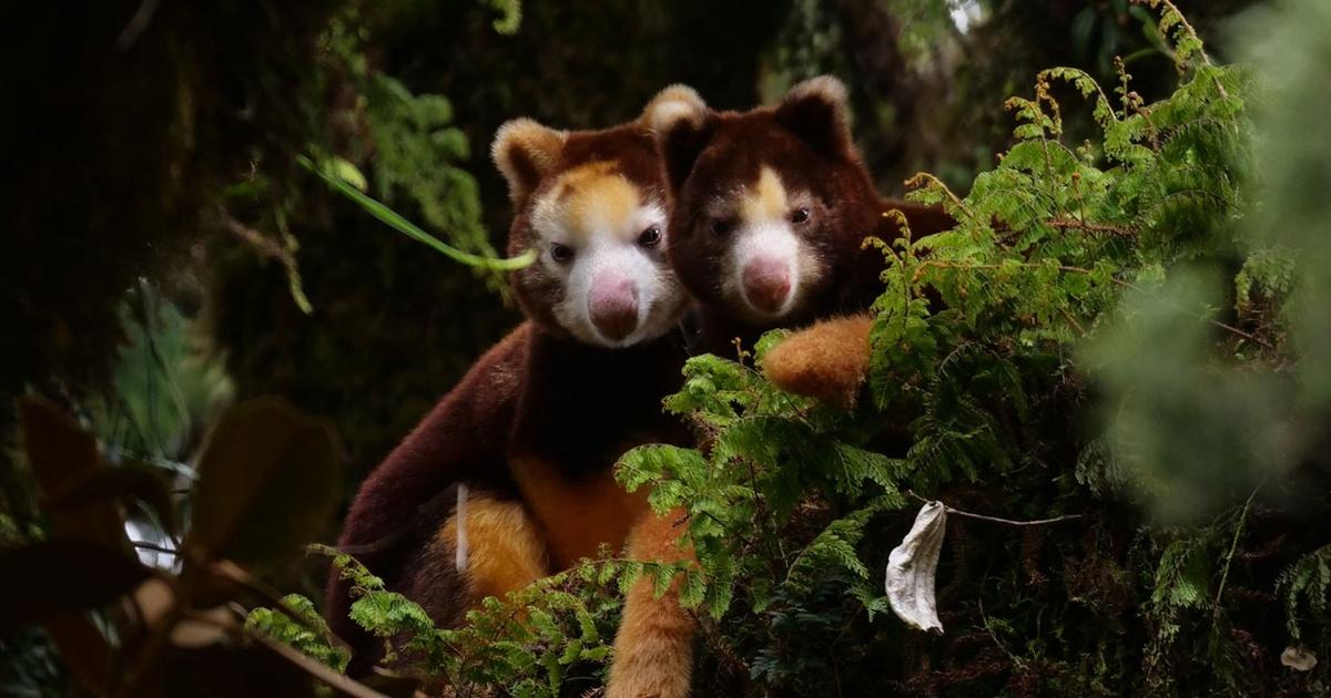 Nature | A Life Among the Clouds: A NATURE Short Film | PBS