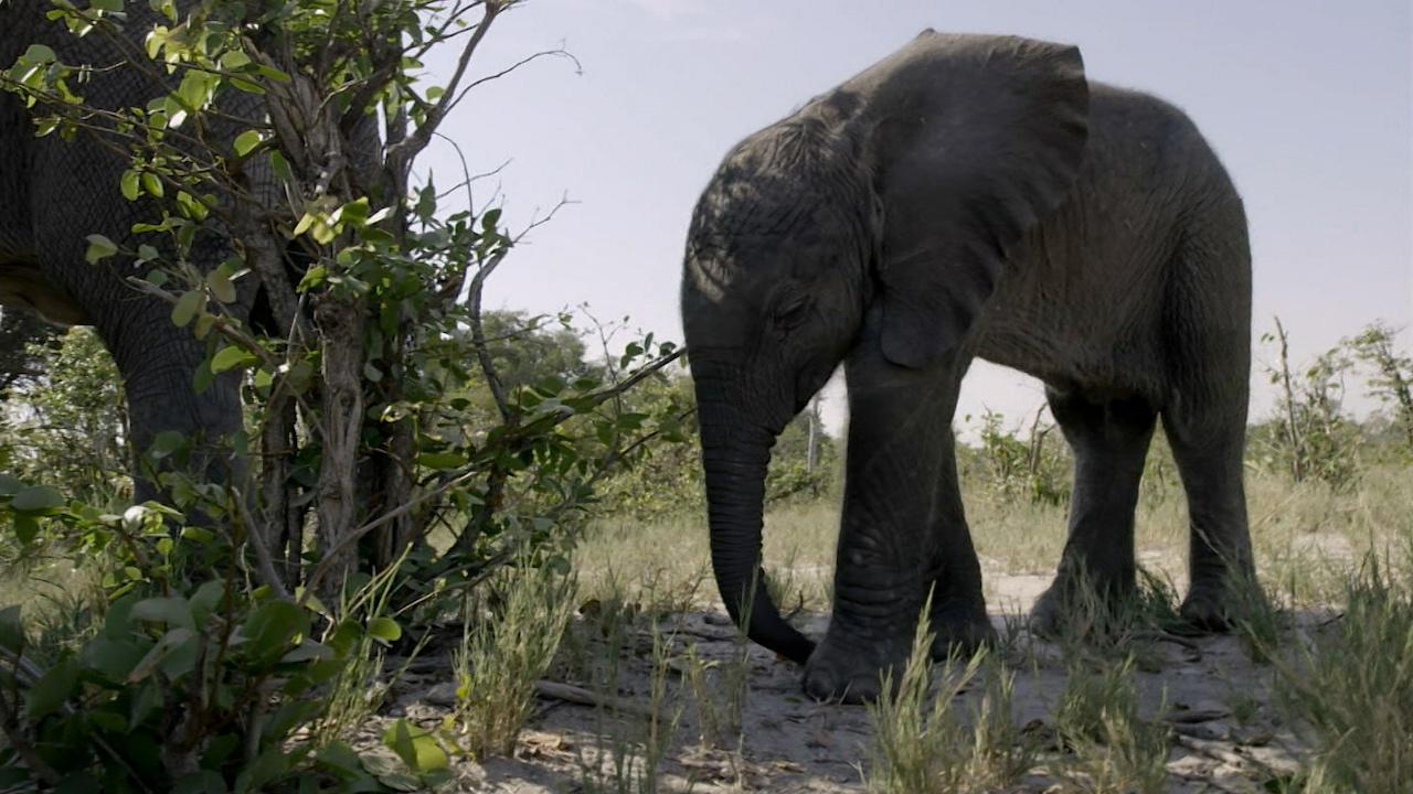 Nature | Orphaned Baby Elephant Struggles to Survive