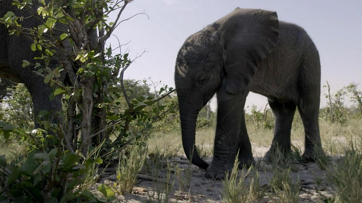 Orphaned Baby Elephant Struggles to Survive | Watch Nature on PBS Wisconsin