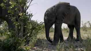 Orphaned Baby Elephant Struggles to Survive