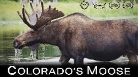 Video thumbnail: RMPBS Presents... Colorado's Moose