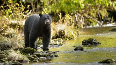 Video thumbnail: Autumnwatch New England Black Bears